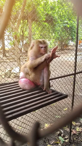 Macaco Está Preso Dentro Gaiola — Fotografia de Stock