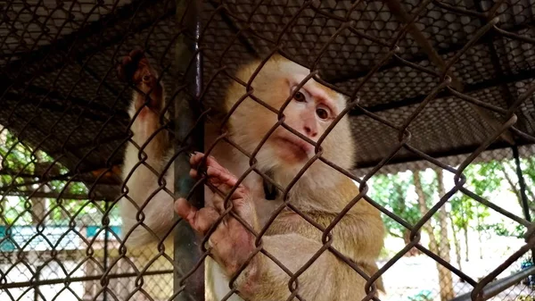 Macaco Está Preso Dentro Gaiola — Fotografia de Stock