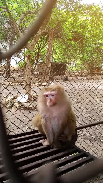 Monyet Terjebak Dalam Kandang — Stok Foto