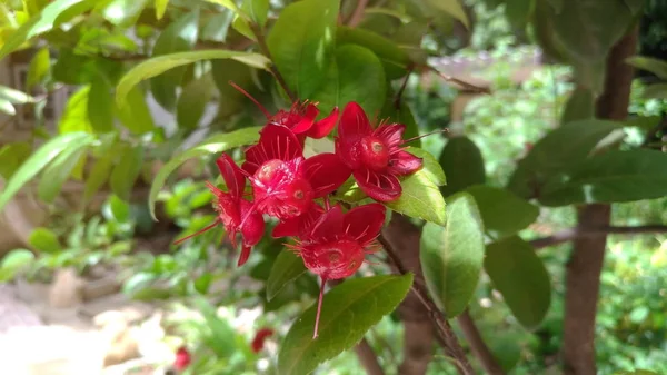 Rote Blumen Sind Sonnenlicht Garten — Stockfoto