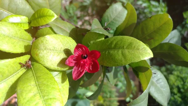 Röda Blommor Solljus Trädgården — Stockfoto