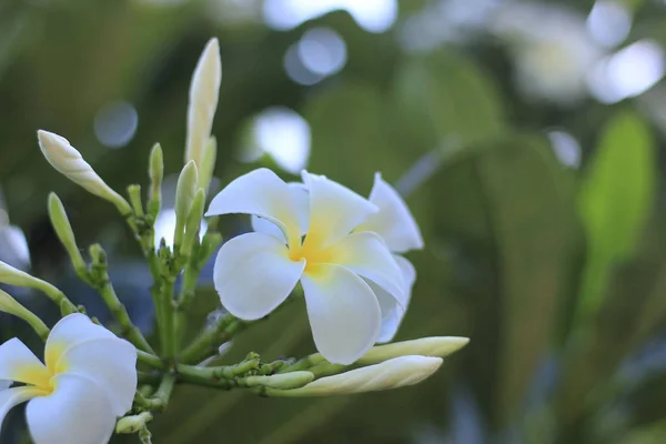 Plumeria Beyaz Yaprakları Ağaç Üzerinde — Stok fotoğraf