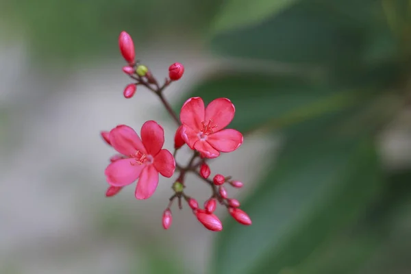 Rote Blumen Sind Blumenstrauß Des Hintergrunds Verschwommen — Stockfoto