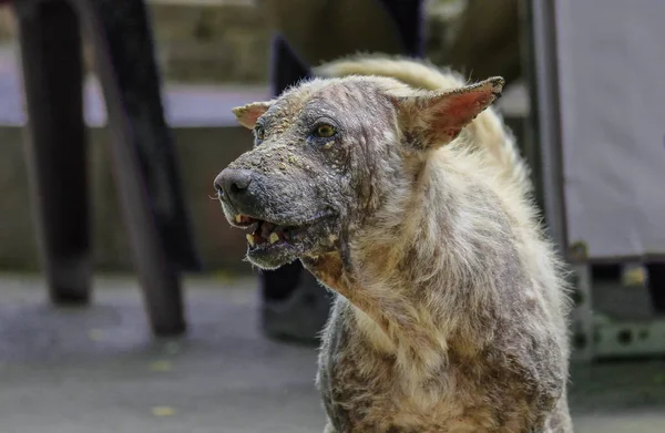 Hond Een Huidziekte — Stockfoto