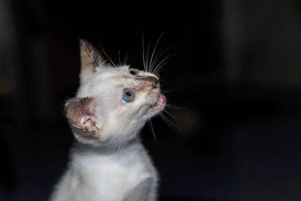 Yavru Kedi Evde Katta Yaramaz Oynuyorlar — Stok fotoğraf