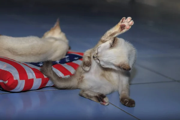 Kittens Playing Naughty Floor House — Stock Photo, Image