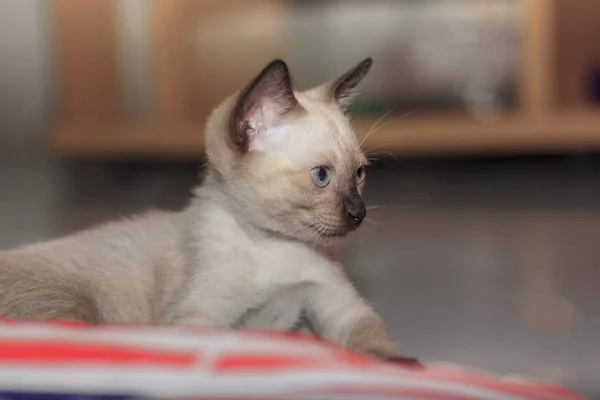 Yavru Kedi Evde Katta Yaramaz Oynuyorlar — Stok fotoğraf