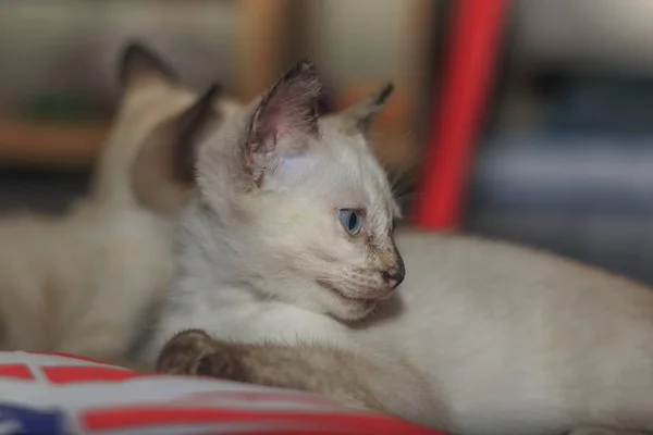 Anak Kucing Bermain Nakal Lantai Rumah — Stok Foto