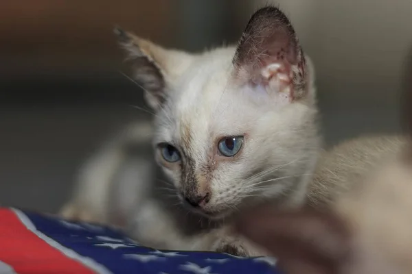 Yavru Kedi Evde Katta Yaramaz Oynuyorlar — Stok fotoğraf