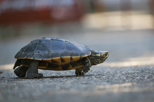 Die Schildkröten Laufen Durch Die Sonnenbeschienenen Straßen — Stockfoto