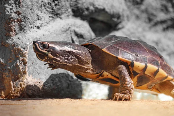 Las Tortugas Caminan Por Las Calles Soleadas —  Fotos de Stock