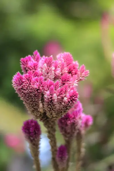 Flores Jardim Com Folhas Cenário Verde Embaçado Beleza Natural — Fotografia de Stock