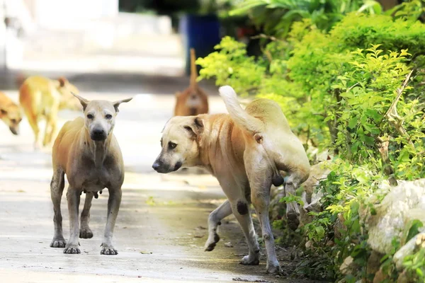 Hond Loopt Een Buiten Straat Met Zonlicht — Stockfoto