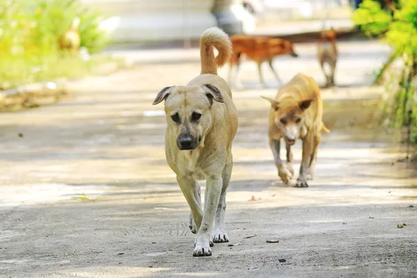 Hond Loopt Een Buiten Straat Met Zonlicht — Stockfoto