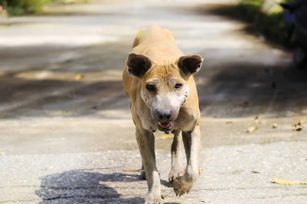 Hond Loopt Een Buiten Straat Met Zonlicht — Stockfoto