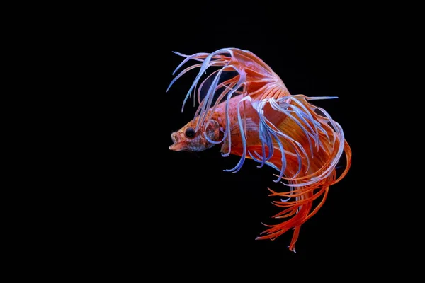 Ikan Berjuang Siam Ikan Merah Latar Belakang Hitam Betta Splendens — Stok Foto