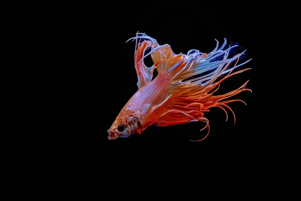 Сиамская Боевая Рыба Красная Рыба Черный Фон Бетта Великолепен Betta — стоковое фото