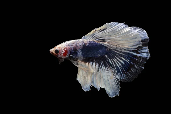 Siamesischer Kampffisch Blauer Fisch Schwarzer Hintergrund Betta Splendens Betta Fish — Stockfoto