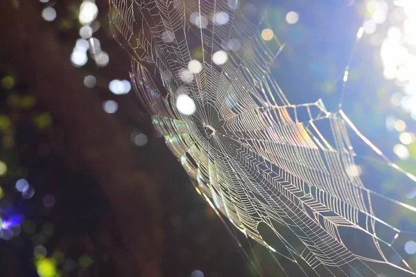 Toile Araignée Avec Lumière Soleil Sur Dos Est Beau Bokeh — Photo