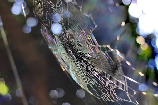 Pók Hálójában Napfény Hátulján Egy Gyönyörű Természetes Bokeh — Stock Fotó