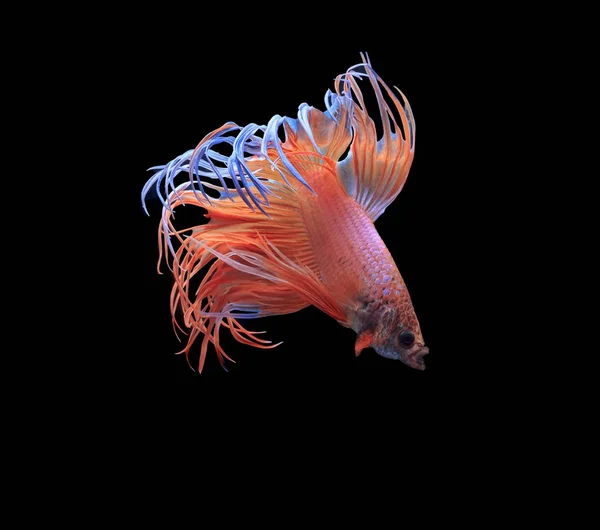 Siamese Fighting Fish Black Background — Stock Photo, Image