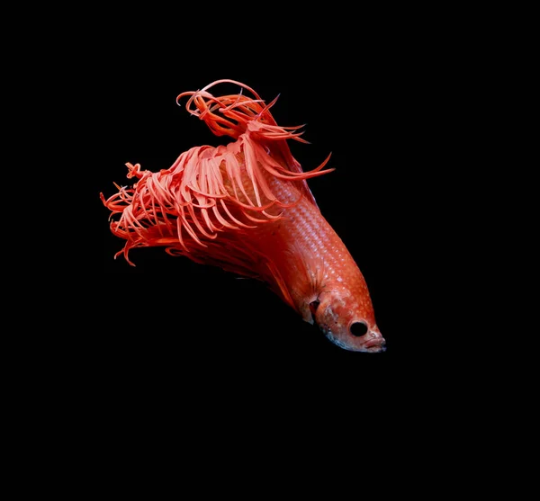 シャムの戦いの魚 赤い魚 黒背景 Betta Splendens Betta ハーフムーン — ストック写真