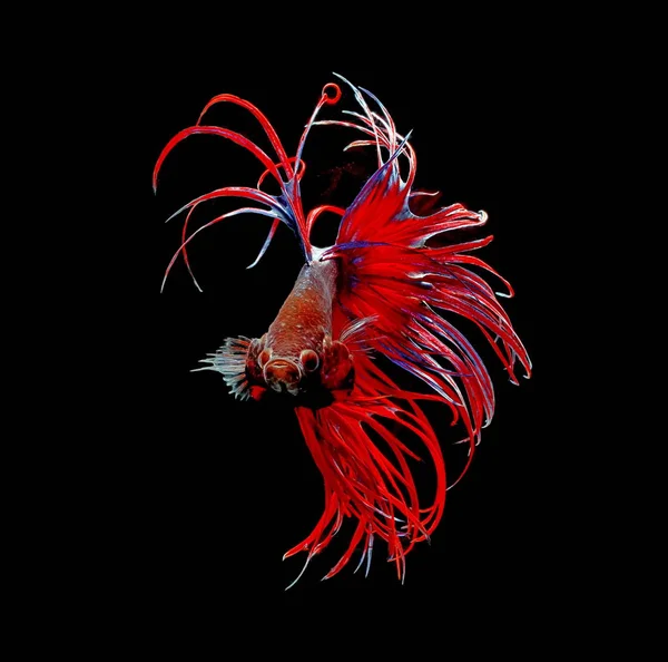 シャムの戦いの魚 赤い魚 黒背景 Betta Splendens Betta ハーフムーン — ストック写真