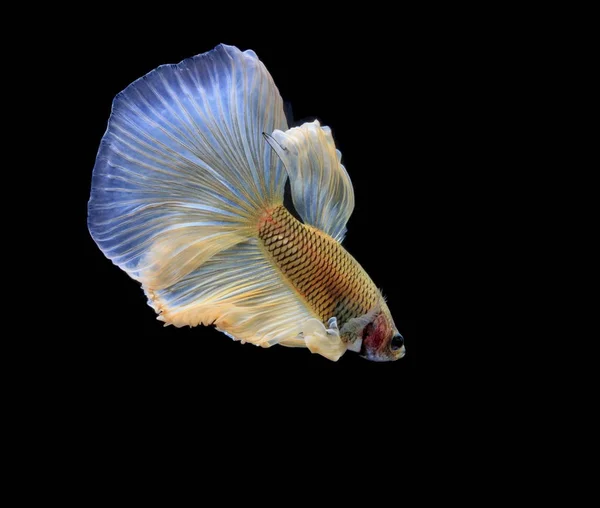 Siamesischer Kampffisch Gelber Fisch Schwarzer Hintergrund Betta Splendens Betta Fish — Stockfoto