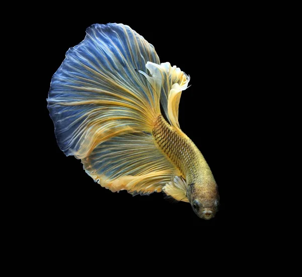 Σιαμαίοι Καταπολέμηση Ψάρια Yellew Ψάρια Μαύρο Φόντο Betta Splendens Ψάρια — Φωτογραφία Αρχείου