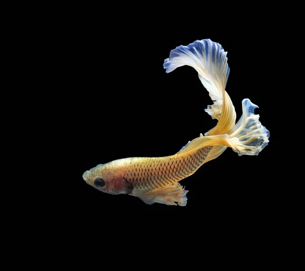 Siamese Fighting Fisk Yellew Fisk Svart Bakgrund Betta Splendens Betta — Stockfoto