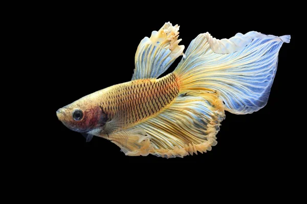 Siamesischer Kampffisch Gelber Fisch Schwarzer Hintergrund Betta Splendens Betta Fish — Stockfoto