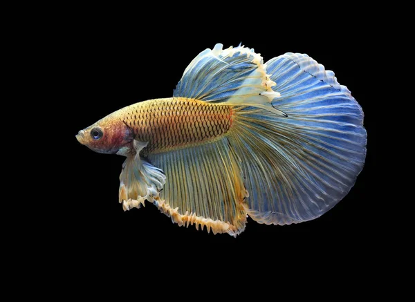 Pesce Siamese Combattente Pesce Giallastro Fondo Nero Betta Splendens Betta — Foto Stock