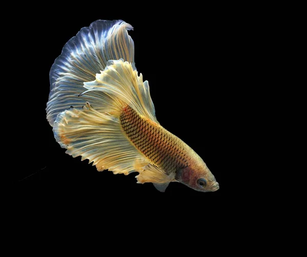 Siamesischer Kampffisch Gelber Fisch Schwarzer Hintergrund Betta Splendens Betta Fish — Stockfoto