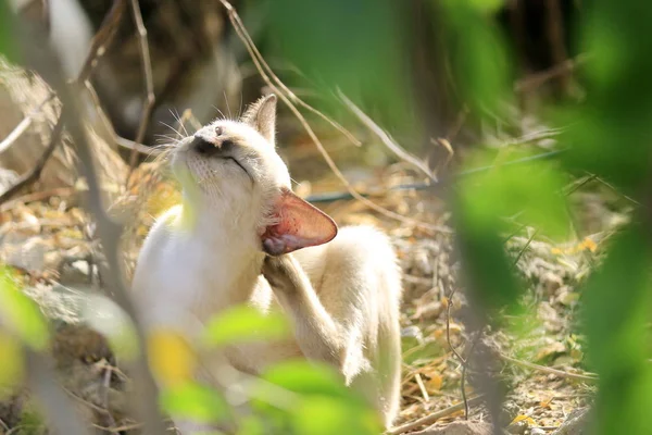 Kitten Playing Naughty Tree Garden — Stock Photo, Image