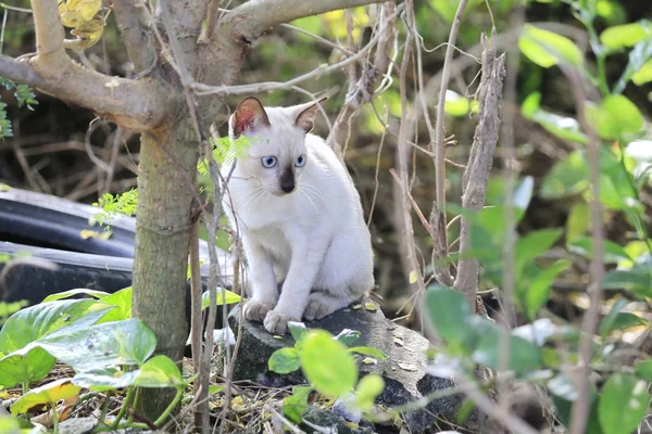 Kitten Playing Naughty Tree Garden — Stock Photo, Image