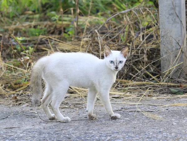 Kitten Walking Road Staring — Stock Photo, Image