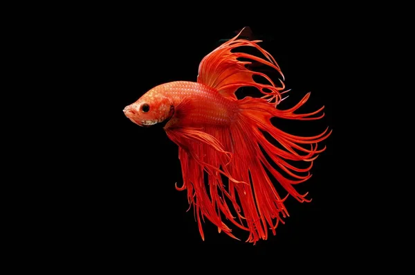 물고기를 싸우는 바탕에 빨간색 물고기 싸우는 물고기 Betta — 스톡 사진