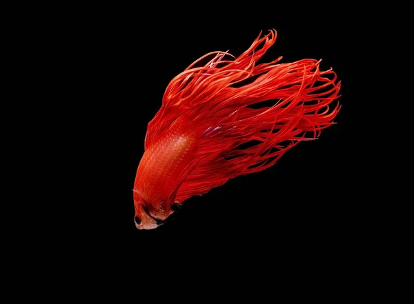 Dövüş Balık Kırmızı Balık Siyah Bir Arka Plan Renk Siyam — Stok fotoğraf