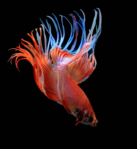 魚の戦い 黒の背景に赤い魚色のシャムの戦いの魚ハーフムーン — ストック写真