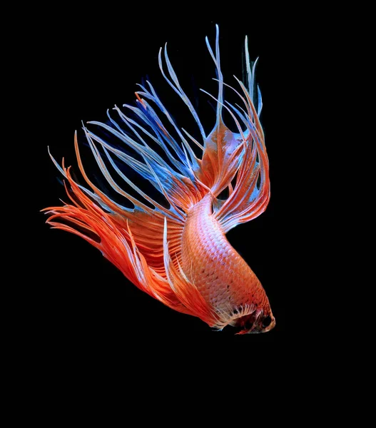 Fighting fish, red fish on a black background, color Siamese fighting fish Halfmoon Betta. .