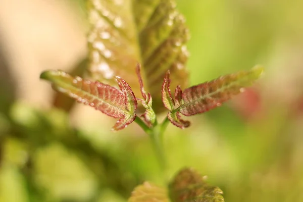 Take Close Leaf Beautiful Background — Stock Photo, Image