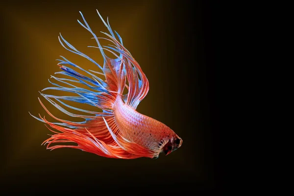 魚の戦い 黒の背景に赤い魚色のシャムの戦いの魚ハーフムーン — ストック写真