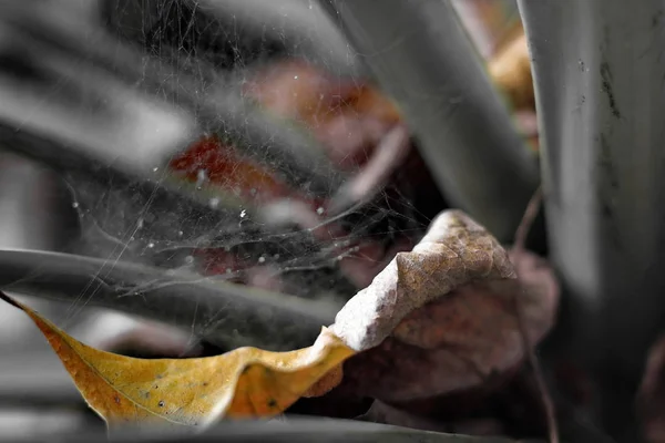 Les Feuilles Automne Ont Été Infectées Par Des Toiles Araignée — Photo