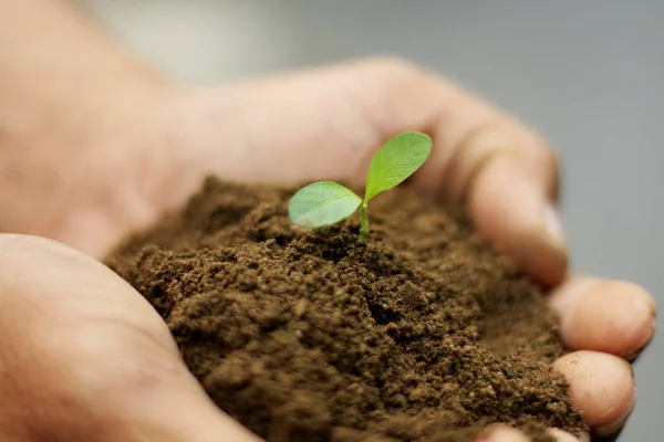 Small trees and clay on the hands against the background blurred.