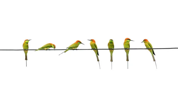 Многие Птицы Меропиды Кабеле Белым Фоном — стоковое фото