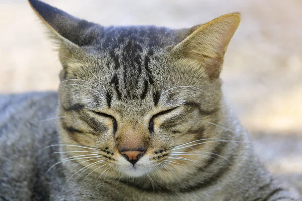 Πρόσωπο Του Ένα Κοντινό Πλάνο Φυσικός Γάτα — Φωτογραφία Αρχείου