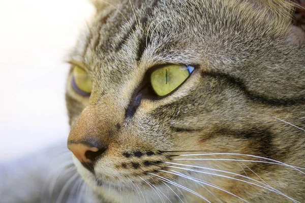 The face of a natural cat close-up.