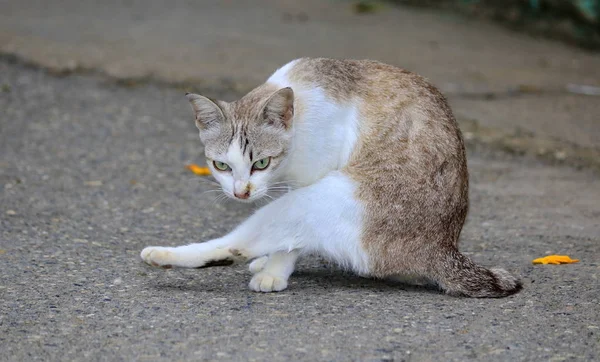 Die Schönheit Der Katze Der Natürlichen Ferne — Stockfoto