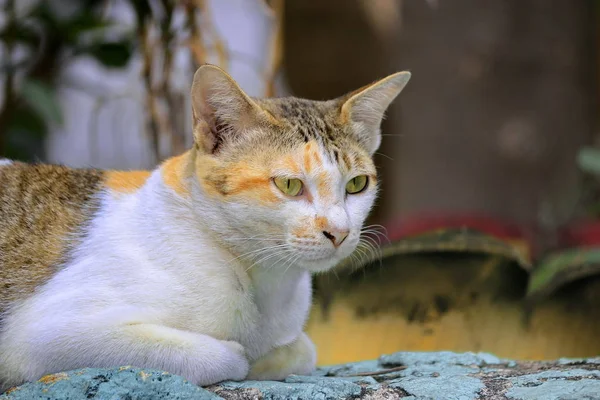 Skönheten Katten Naturliga Avståndet — Stockfoto