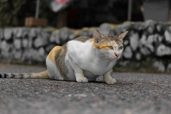 The beauty of the cat in the natural distance.